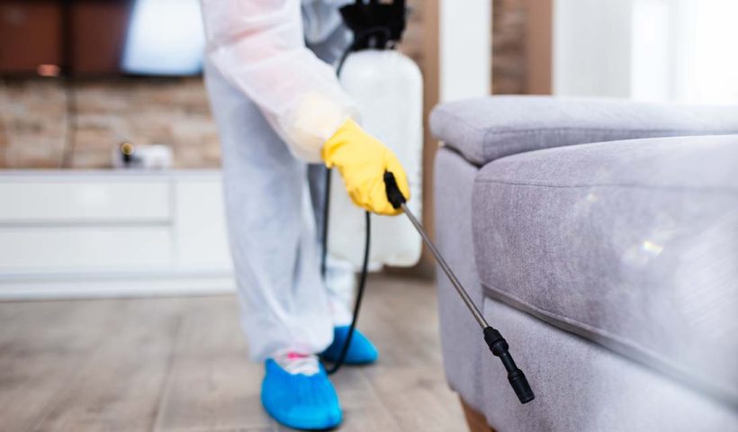 Pest Control Services in Little Elm, Texas: Protecting Your Home and Business from Unwanted Intruders